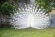 Indian Peafowl Birds for sale in Temecula, CA, USA. price: NA