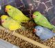 Indian Ringneck Birds for sale in Ottumwa, IA 52501, USA. price: $1,300