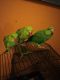 Indian Ringneck Birds for sale in Freehold, NJ 07728, USA. price: NA