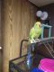 Indian Ringneck Birds for sale in Dayton, OH, USA. price: NA