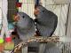 Indian Ringneck Birds for sale in Shawano, WI 54166, USA. price: $650