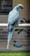 Indian Ringneck Birds for sale in Miami, FL, USA. price: $950