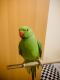 Indian Ringneck Birds for sale in Egbert North Rd, Wyoming 82053, USA. price: $800