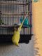 Indian Ringneck Birds for sale in Fort Myers, FL, USA. price: $700