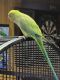 Indian Ringneck Birds for sale in Dayton, OH, USA. price: $600