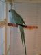 Indian Ringneck Birds for sale in 5518 141st St SW, Edmonds, WA 98026, USA. price: $600