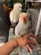 Indian Ringneck Birds for sale in Lehigh Acres, FL, USA. price: NA
