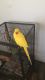Indian Ringneck Birds for sale in Key Largo, FL 33037, USA. price: $600