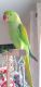 Indian Ringneck Birds for sale in Branford, CT, USA. price: $450