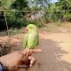 Indian Ringneck Birds