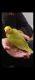 Indian Ringneck Birds for sale in Baltimore, MD 21207, USA. price: NA