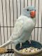 Indian Ringneck Birds for sale in San Diego, CA, USA. price: $1,000