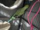 Indian Ringneck Birds for sale in Oxford, OH 45056, USA. price: $800