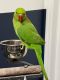 Indian Ringneck Birds for sale in Bledsoe County, TN, USA. price: $700
