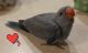 Indian Ringneck Birds for sale in Wisconsin Dells, WI, USA. price: NA