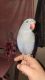 Indian Ringneck Birds for sale in South Bay, CA, USA. price: NA