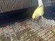 Indian Ringneck Birds for sale in Woodland Hills, CA 91367, USA. price: $650