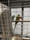 Indian Ringneck Birds for sale in Lathrop, CA, USA. price: $1,500