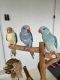 Indian Ringneck Birds for sale in Winter Haven, FL 33881, USA. price: NA