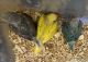 Indian Ringneck Birds for sale in Forest Hills, Queens, NY 11375, USA. price: NA