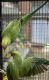 Indian Ringneck Birds for sale in Oregon City, OR 97045, USA. price: NA