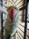 Indian Ringneck Birds for sale in Myrtle Beach, SC 29588, USA. price: NA
