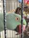Indian Ringneck Birds for sale in Myrtle Beach, SC 29588, USA. price: $700