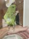 Indian Ringneck Birds for sale in Oakland Park, FL, USA. price: $450