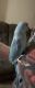 Indian Ringneck Birds for sale in West Des Moines, IA, USA. price: $850