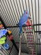 Indian Ringneck Birds for sale in Vancouver, WA, USA. price: $900