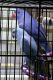 Indian Ringneck Birds for sale in Rocky Mount, VA 24151, USA. price: $800