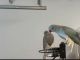 Indian Ringneck Birds for sale in Dallas, Texas. price: $3,000