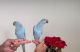 Indian Ringneck Birds for sale in Los Angeles, California. price: $500