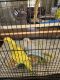 Indian Ringneck Birds for sale in Scottsdale, Arizona. price: $699,999