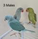 Indian Ringneck Birds for sale in Ottumwa, IA 52501, USA. price: NA