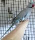 Indian Ringneck Birds for sale in Lubbock, TX, USA. price: NA