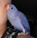 Indian Ringneck Birds for sale in Seattle, WA, USA. price: NA