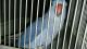 Indian Ringneck Birds for sale in Needville, TX 77461, USA. price: $550