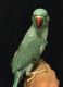 Indian Ringneck Birds for sale in Menifee, CA, USA. price: NA