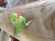 Indian Ringneck Birds for sale in Perry, FL, USA. price: NA