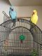 Indian Ringneck Birds for sale in Scotch Plains, NJ 07076, USA. price: NA
