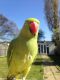 Indian Ringneck Birds for sale in Houston, TX, USA. price: NA