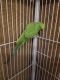 Indian Ringneck Birds for sale in Knoxville, IA 50138, USA. price: NA