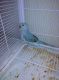 Indian Ringneck Birds for sale in Snellville, GA, USA. price: NA