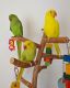 Indian Ringneck Birds for sale in Los Angeles, CA 90001, USA. price: NA