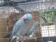 Indian Ringneck Birds for sale in Opa-locka, FL, USA. price: $400