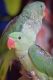 Indian Ringneck Birds for sale in South Elgin, IL, USA. price: NA