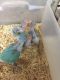Indian Ringneck Birds for sale in Kissimmee, FL, USA. price: $250