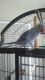 Indian Ringneck Birds for sale in 835 Tealwood Dr, Brandon, FL 33510, USA. price: NA