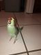 Indian Ringneck Birds for sale in Richmond, KY, USA. price: $800